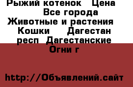 Рыжий котенок › Цена ­ 1 - Все города Животные и растения » Кошки   . Дагестан респ.,Дагестанские Огни г.